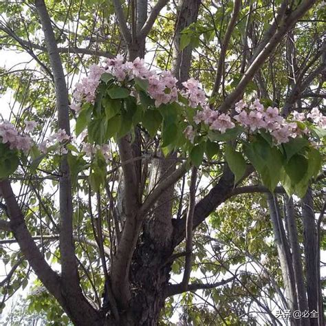 觀賞樹木|觀花喬木 